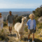 Wandern mit Alpakas – ein Mallorca-Erlebnis von Deluxe-Mallorca.com